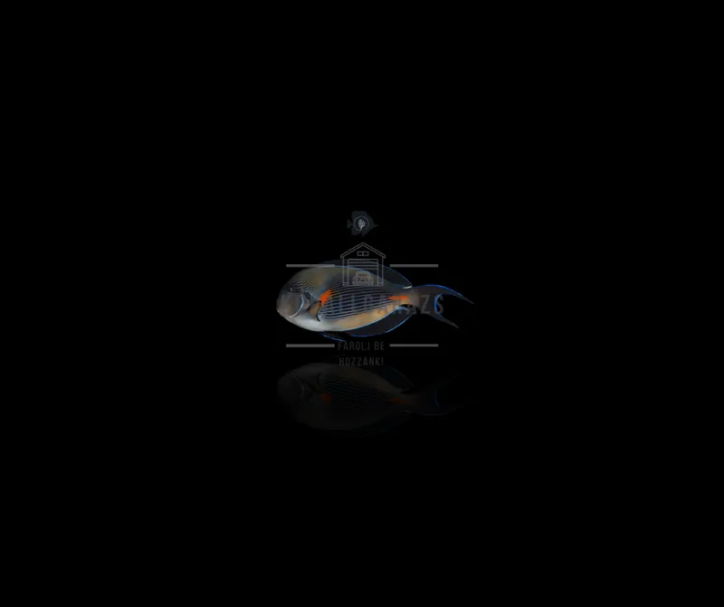 Acanthurus Sohal